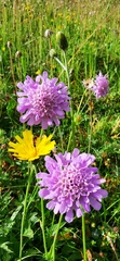 Scabiosa lucida