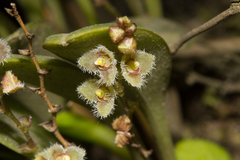 Stelis hirtella