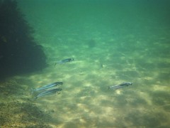 Atherinomorus vaigiensis