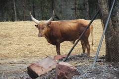 Bos indicus × taurus