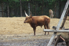 Bos indicus × taurus