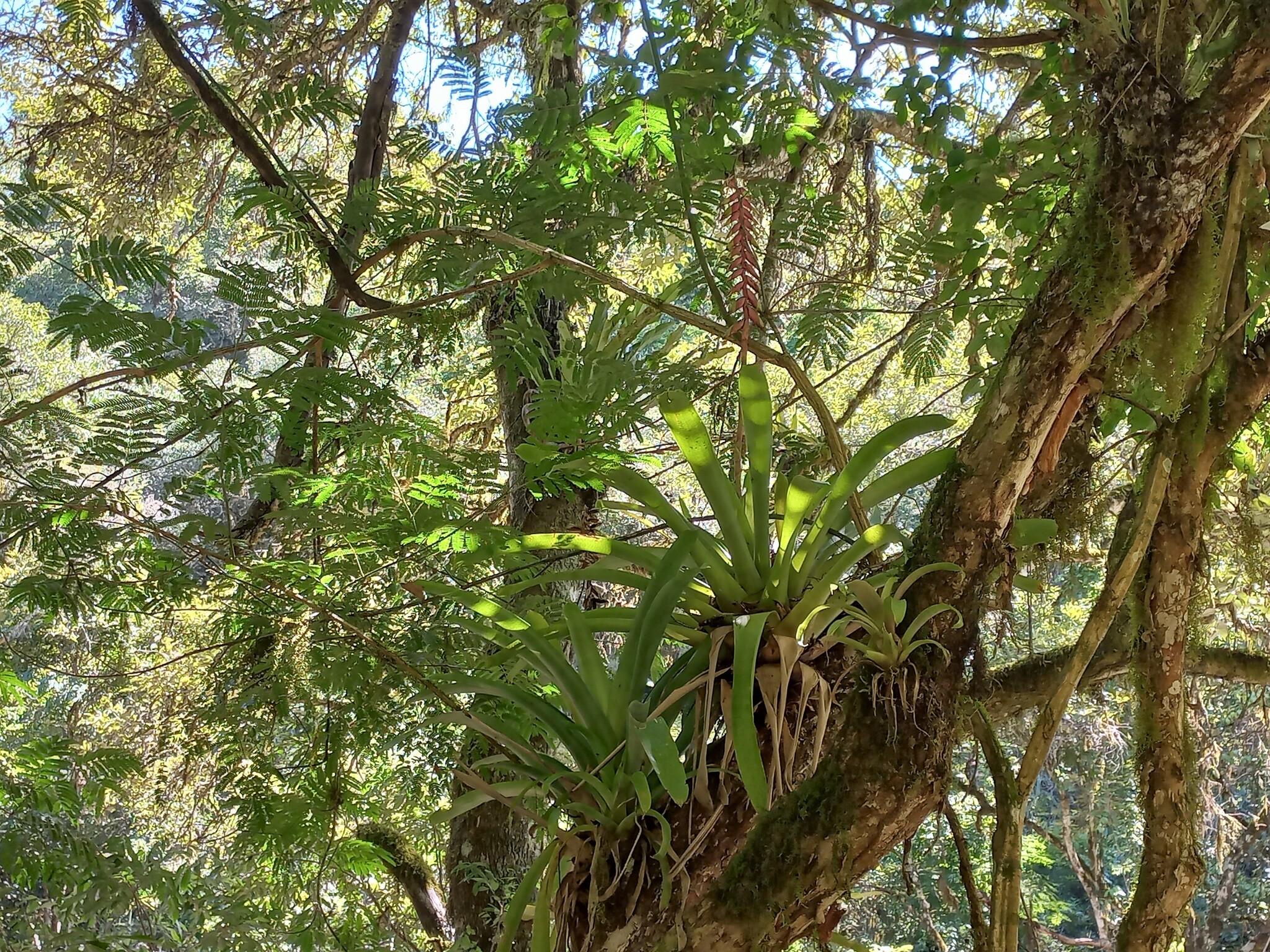Vriesea platynema