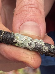 Lecanora caesiorubella