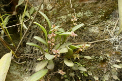 Stelis hirtella
