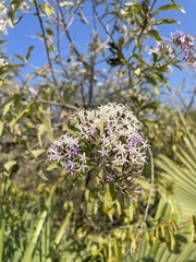 Critoniopsis