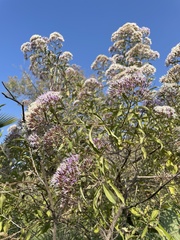 Critoniopsis