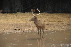 Rusa unicolor