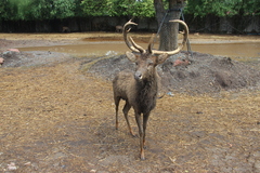 Rusa unicolor