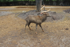 Rusa unicolor