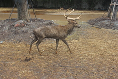 Rusa unicolor