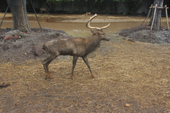 Rusa unicolor