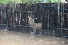 Rusa unicolor