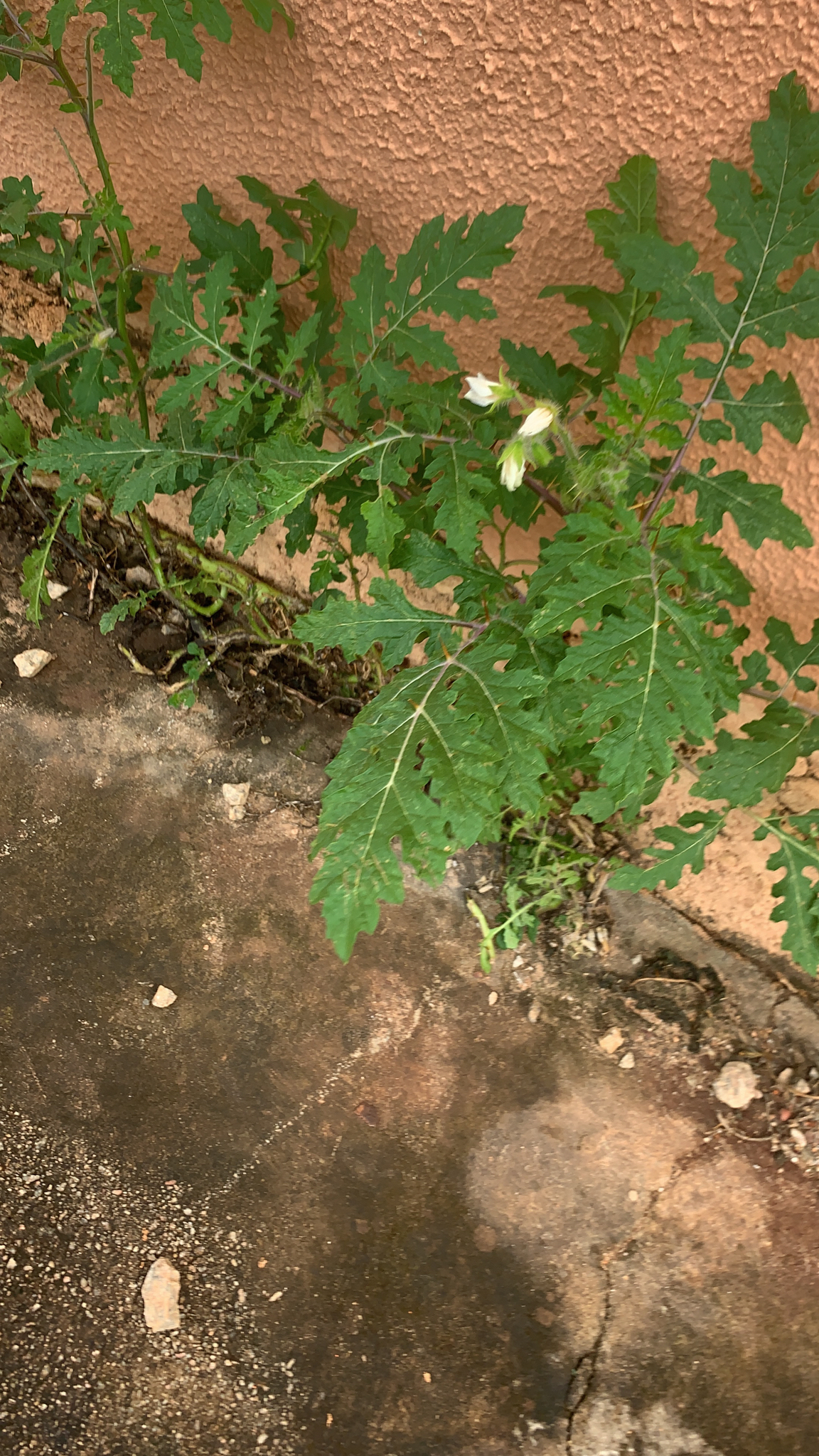 Solanum sisymbriifolium