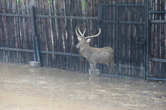 Rusa unicolor