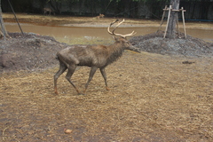 Rusa unicolor