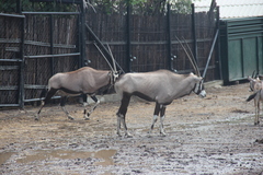 Oryx