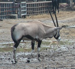 Oryx