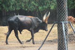 Bos indicus × taurus