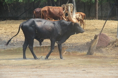 Bos indicus × taurus