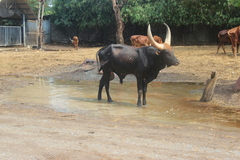 Bos indicus × taurus