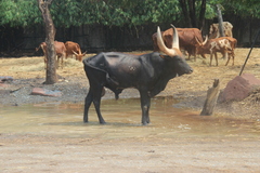 Bos indicus × taurus