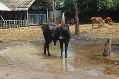 Bos indicus × taurus