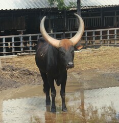 Bos indicus × taurus