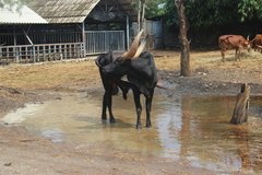 Bos indicus × taurus