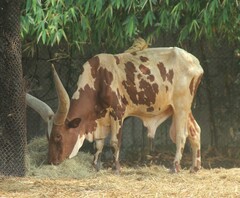 Bos indicus × taurus