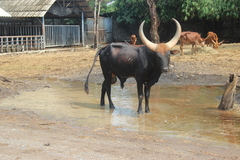 Bos indicus × taurus
