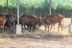 Bos indicus × taurus