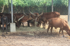 Bos indicus × taurus