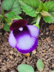 Torenia fournieri