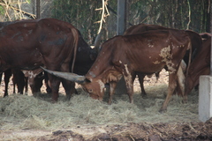 Bos indicus × taurus