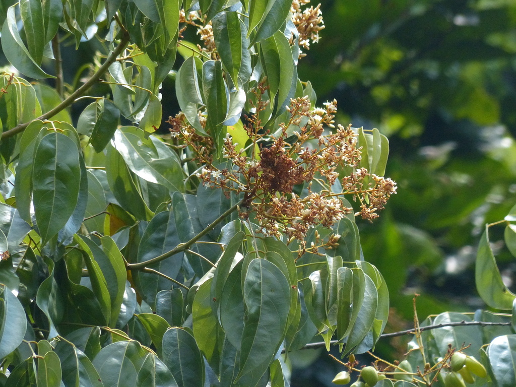 Connarus wightii