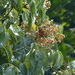 Connarus wightii - Photo (c) Radha Veach, μερικά δικαιώματα διατηρούνται (CC BY-NC), uploaded by Radha Veach