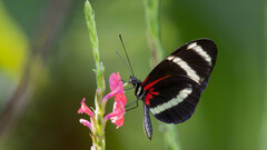 Heliconius pachinus