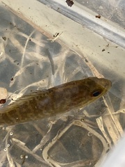 Lepomis gulosus
