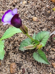 Torenia fournieri