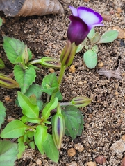 Torenia fournieri