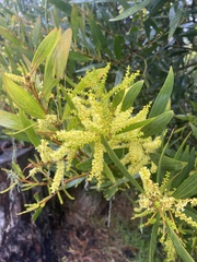 Acacia longifolia