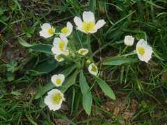 Ranunculus kuepferi
