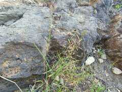 Eragrostis barrelieri