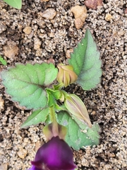 Torenia fournieri