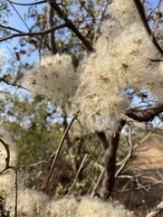 Clematis dioica