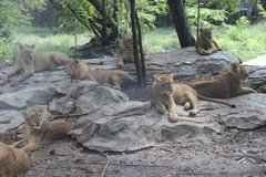 Panthera leo