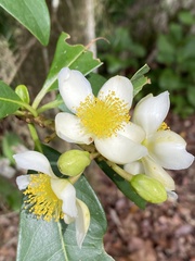 Kielmeyera membranacea