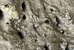 Episesarma chentongense