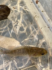 Lepomis gulosus