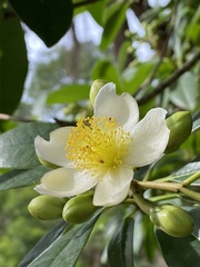 Kielmeyera membranacea